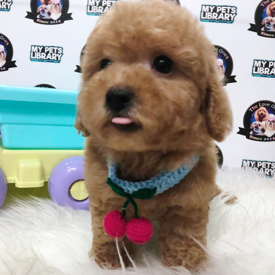 Brown Short Leg Tiny Toy Poodle Puppy (Male) For Sale