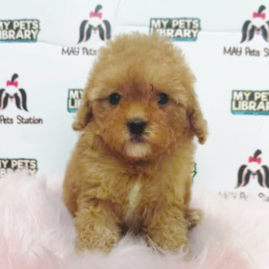 Brown Toy Poodle Puppy (Female) For Sale
