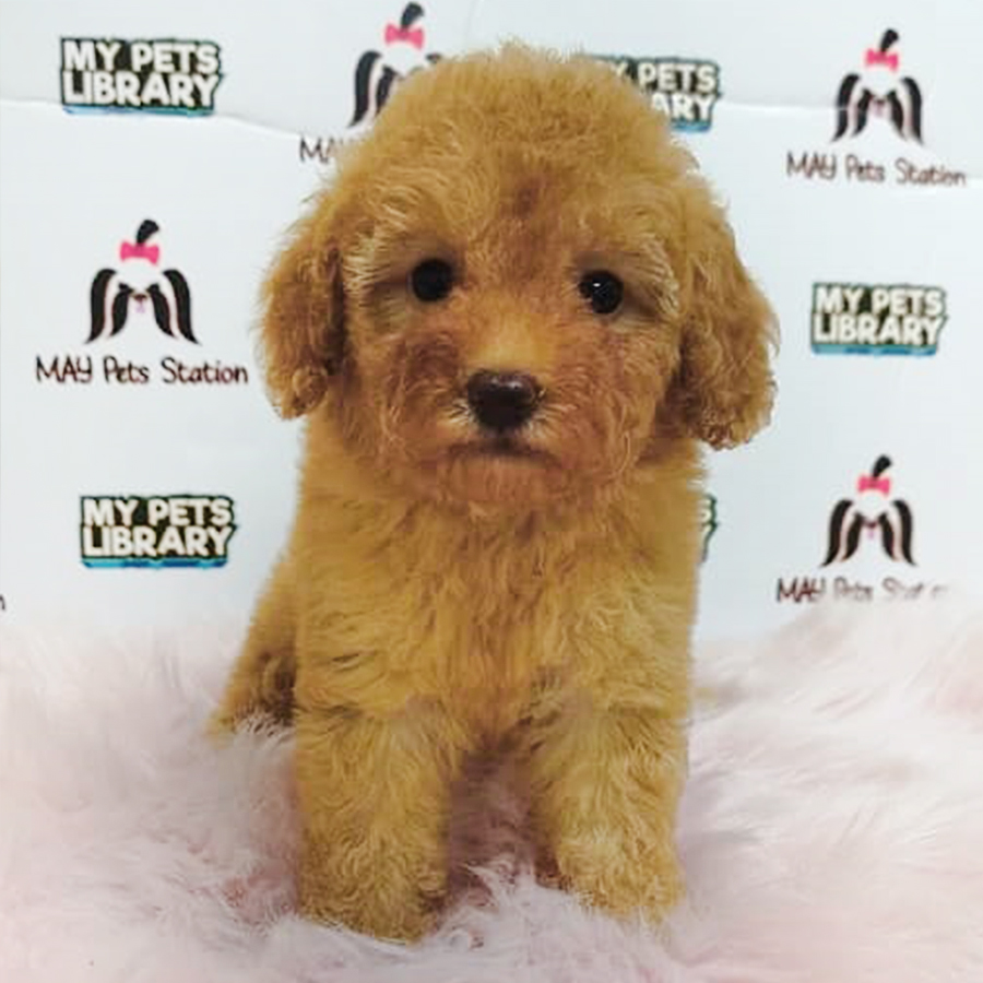 Brown Toy Poodle Puppy (Male) For Sale
