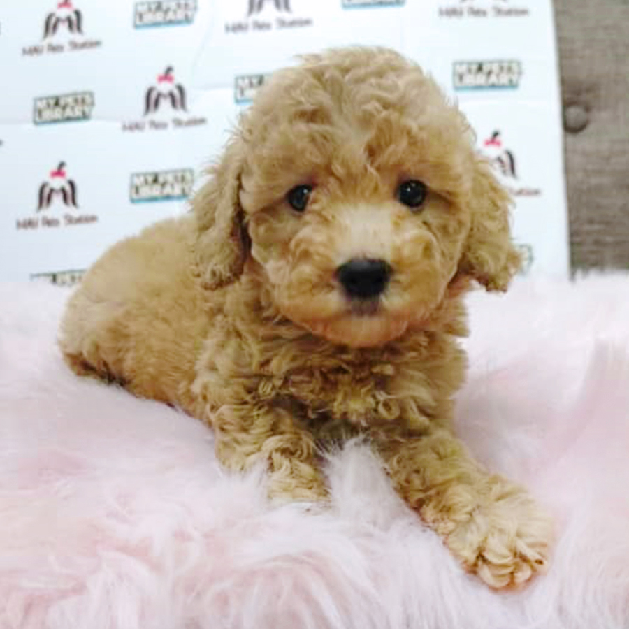 Brown Toy Poodle Puppy (Male) For Sale