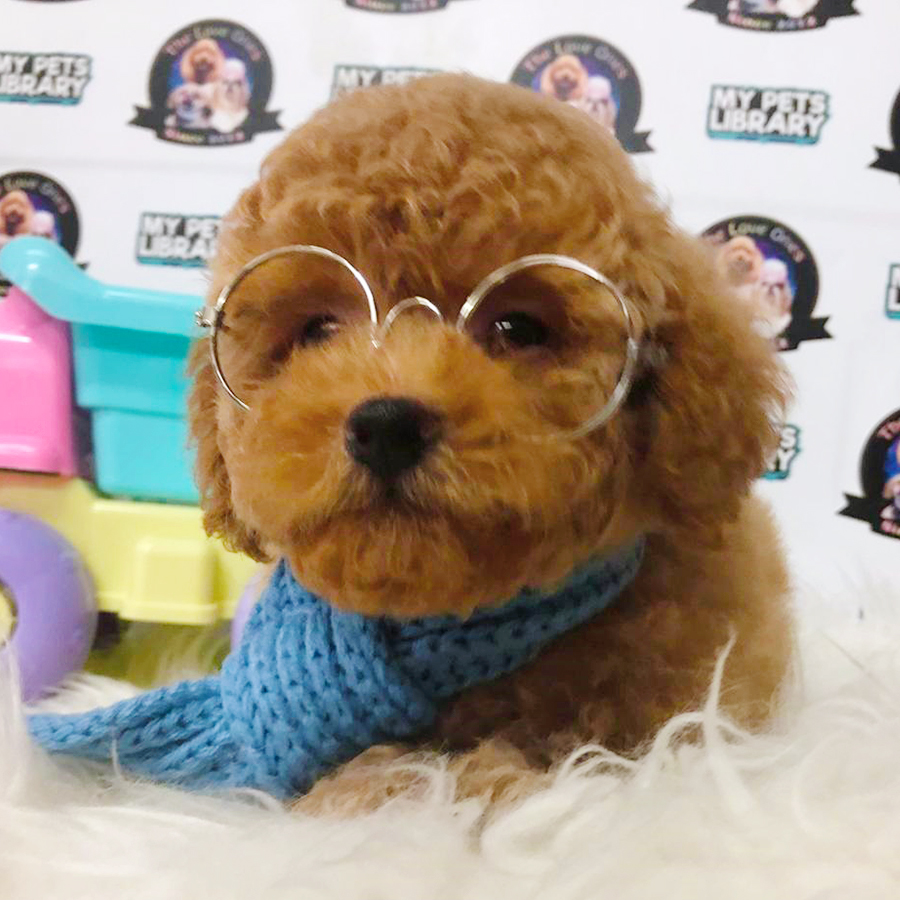 Brown Super Thick Fur Tiny Toy Poodle Puppy (Male) For Sale