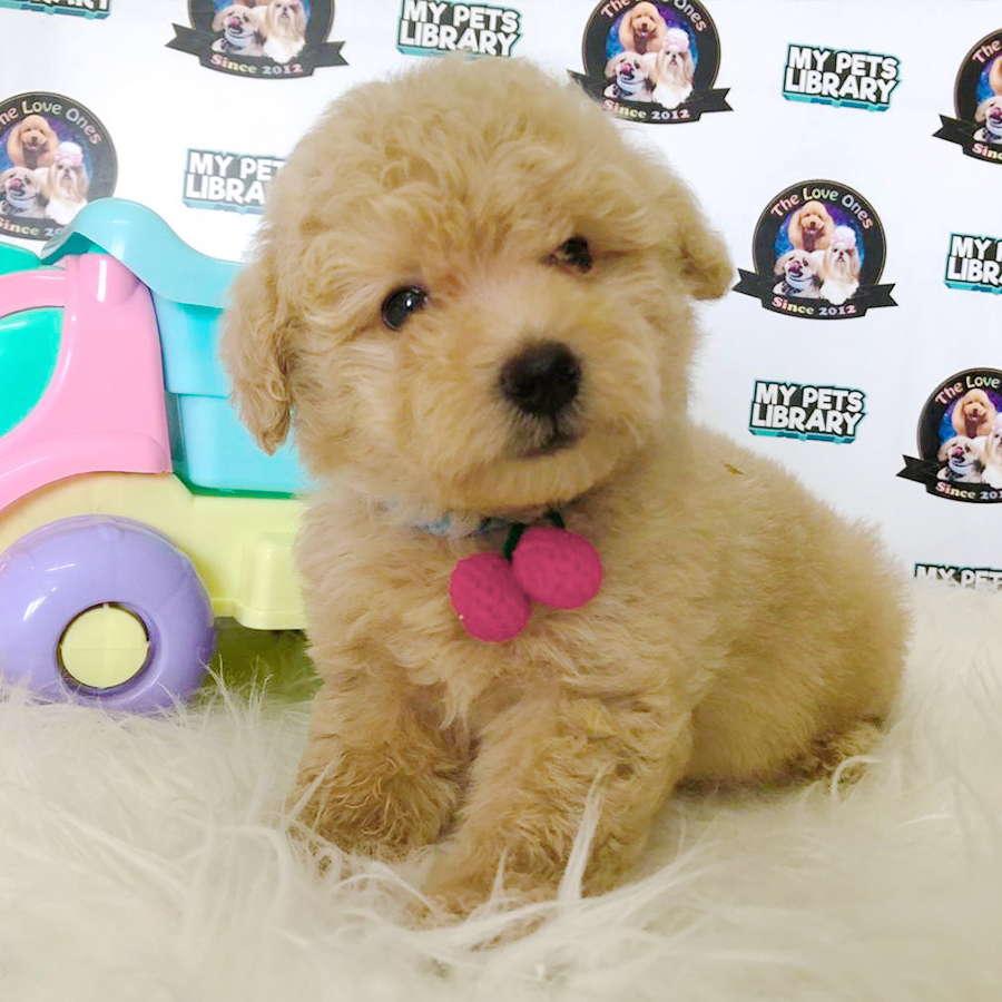 Cream Super Teddy Bear Tiny Toy Poodle Puppy (Male) For Sale