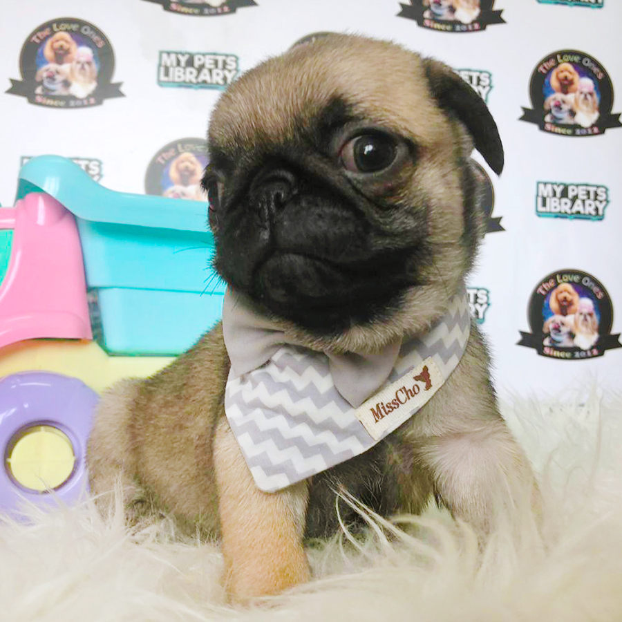 Fawn Flat Nose Compact Body Pug Puppy (Male) For Sale