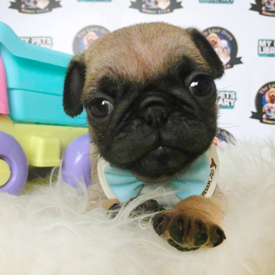 Fawn Flat Nose Compact Body Pug Puppy (Male) For Sale