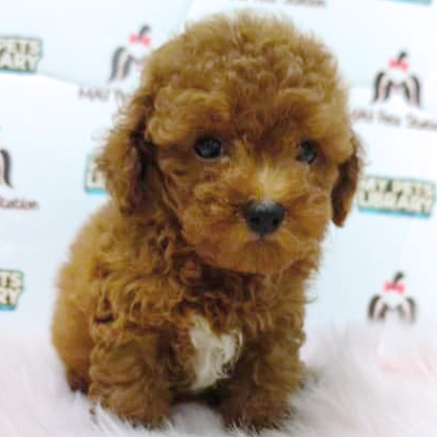 Brown Tiny Poodle Puppy (Male) For Sale