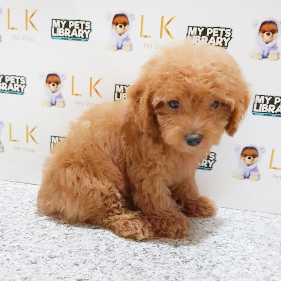 Brown Toy Poodle Puppy (Male) For Sale