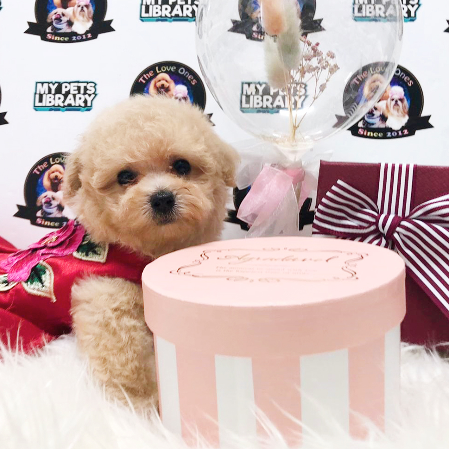Latte Colour Teddy Bear Tiny Toy Poodle Puppy (Female) For Sale