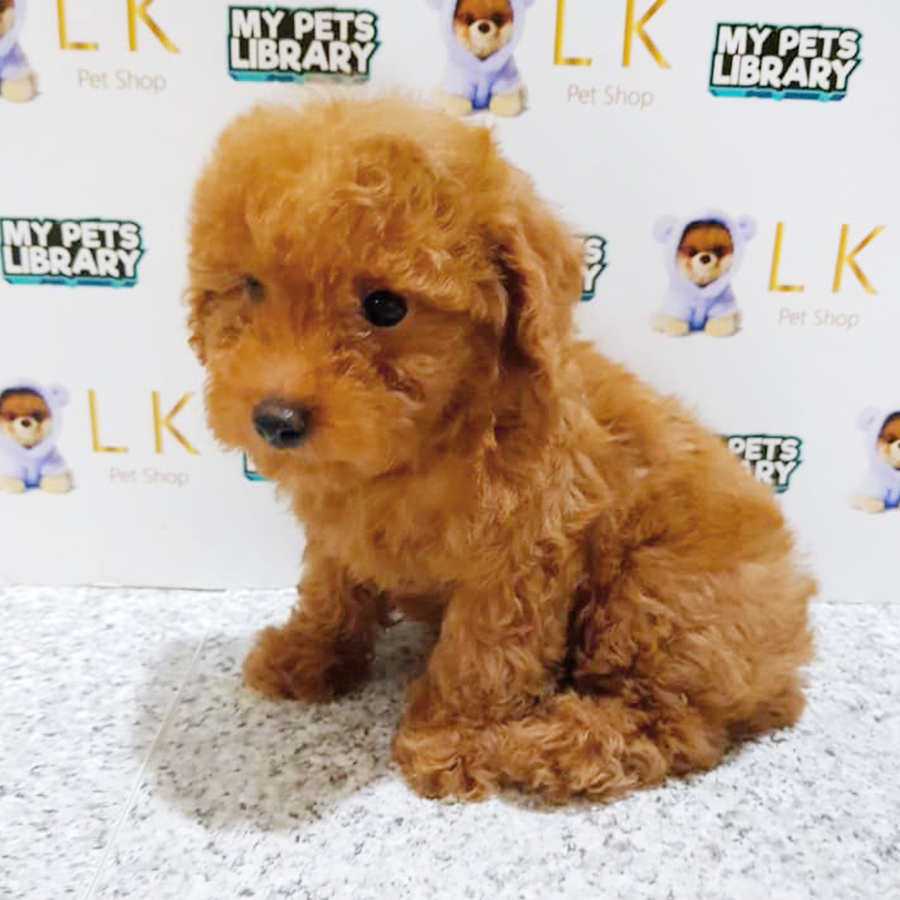 Brown Toy Poodle Puppy (Male) For Sale
