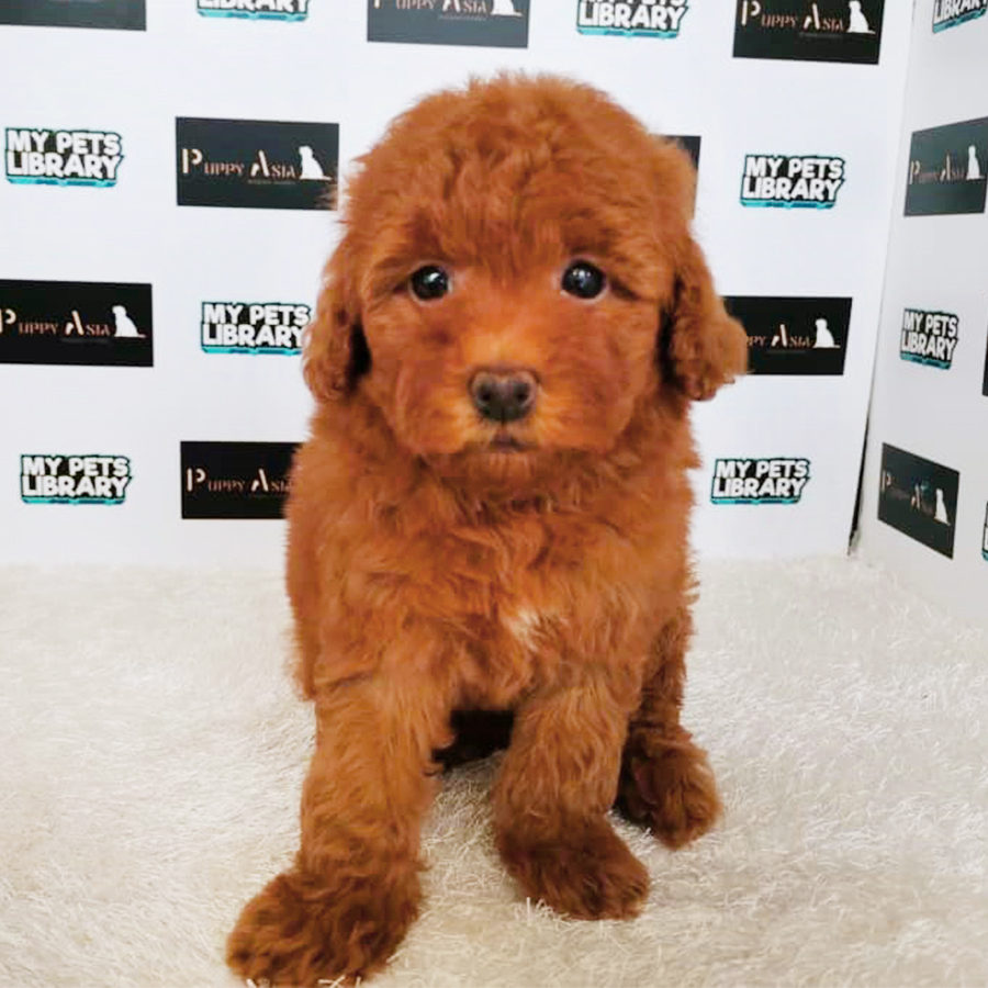 Red Miniature Poodle Puppy (Female) For Sale