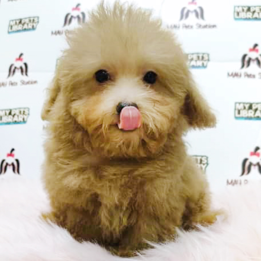 Brown Tiny Poodle Puppy (Male) For Sale