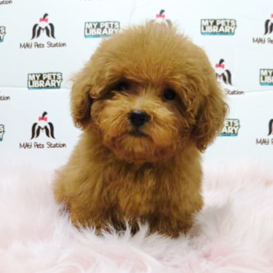 Brown Tiny Poodle Puppy (Male) For Sale