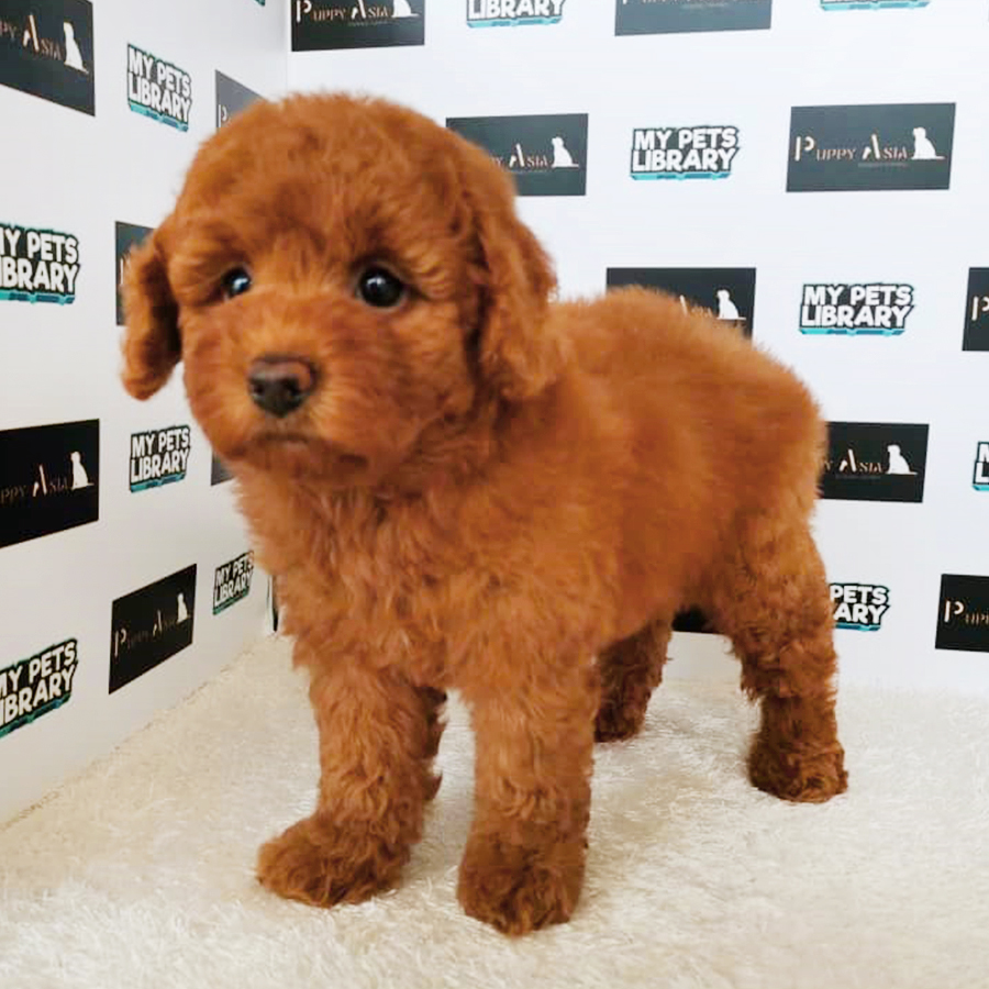 Red Miniature Poodle Puppy (Female) For Sale