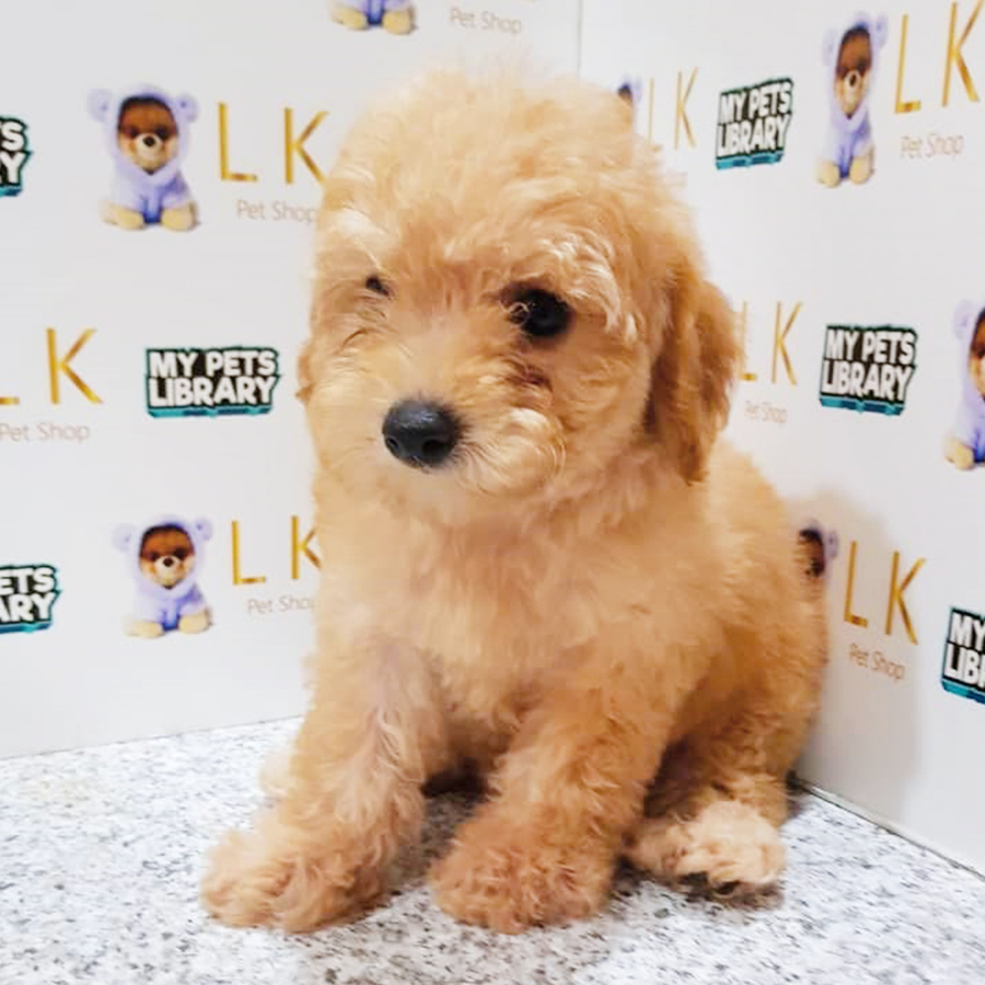 Light Brown Toy Poodle Puppy (Female) For Sale