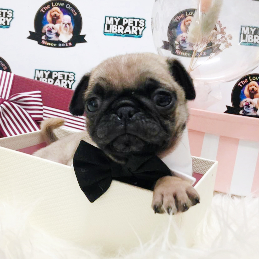 Fawn Flat Nose Compact Body Pug Puppy (Male) For Sale