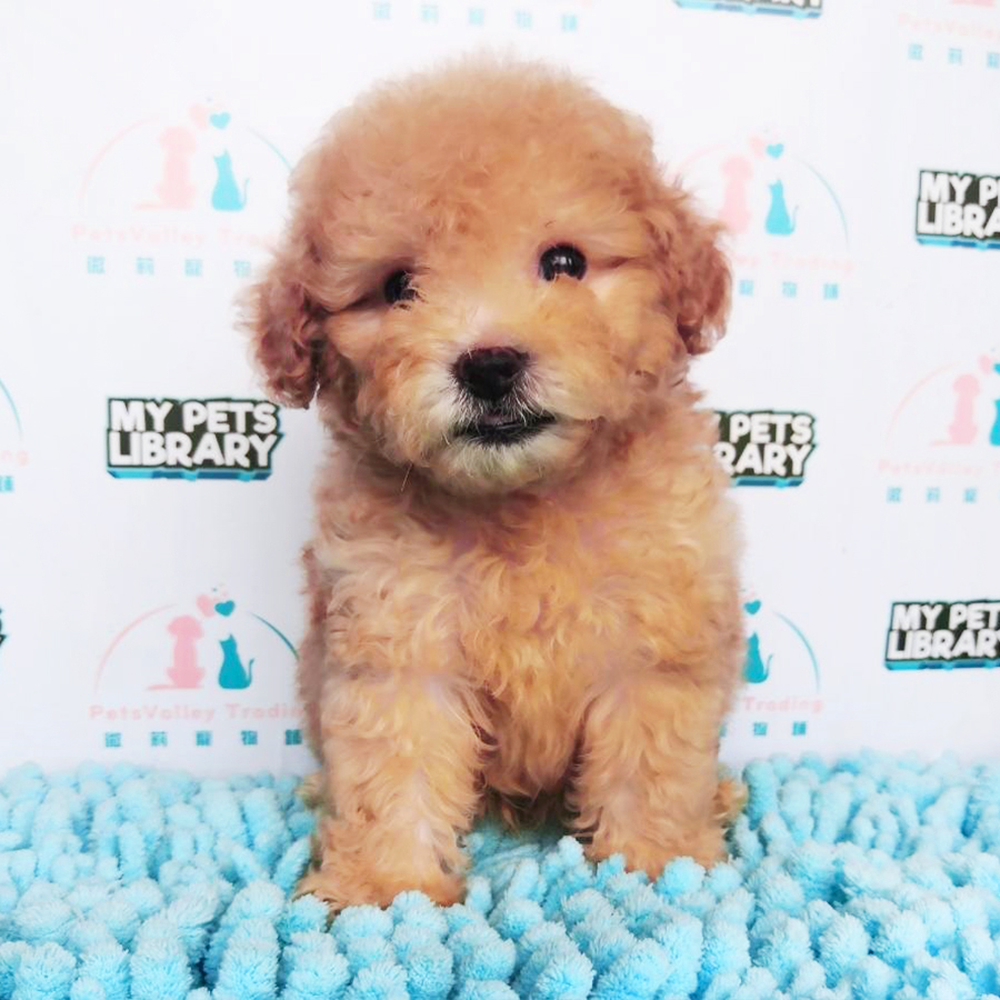 Brown Tiny Toy Poodle Puppy (Male) For Sale