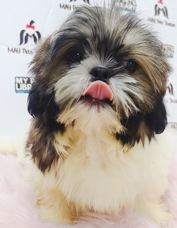 Tri Colour Shih Tzu Puppy (Male) For Sale