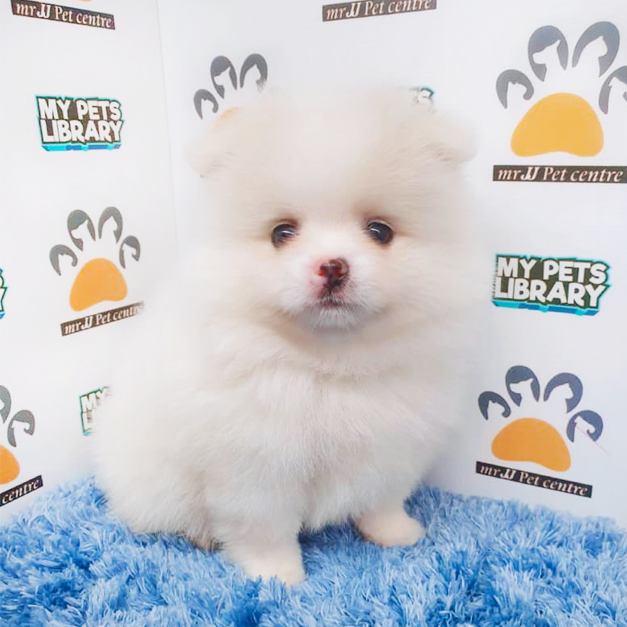 Parti White Pomeranian Puppy (Male) For Sale