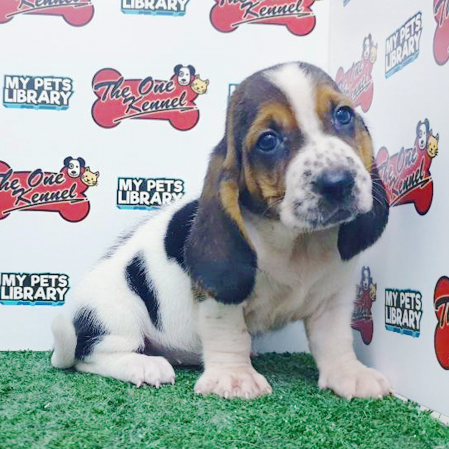 Tri Colour Basset Hound Puppy (Female) For Sale