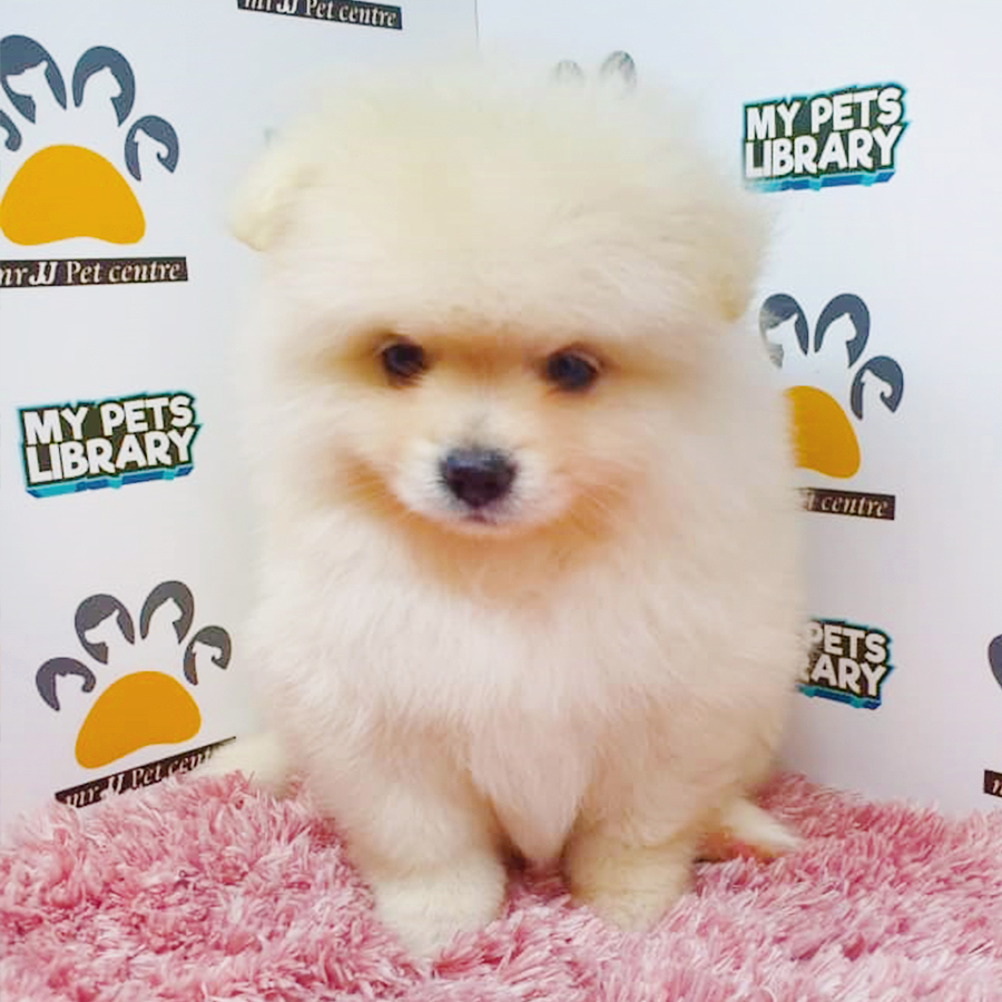 Cream White Pomeranian Puppy (Female) For Sale