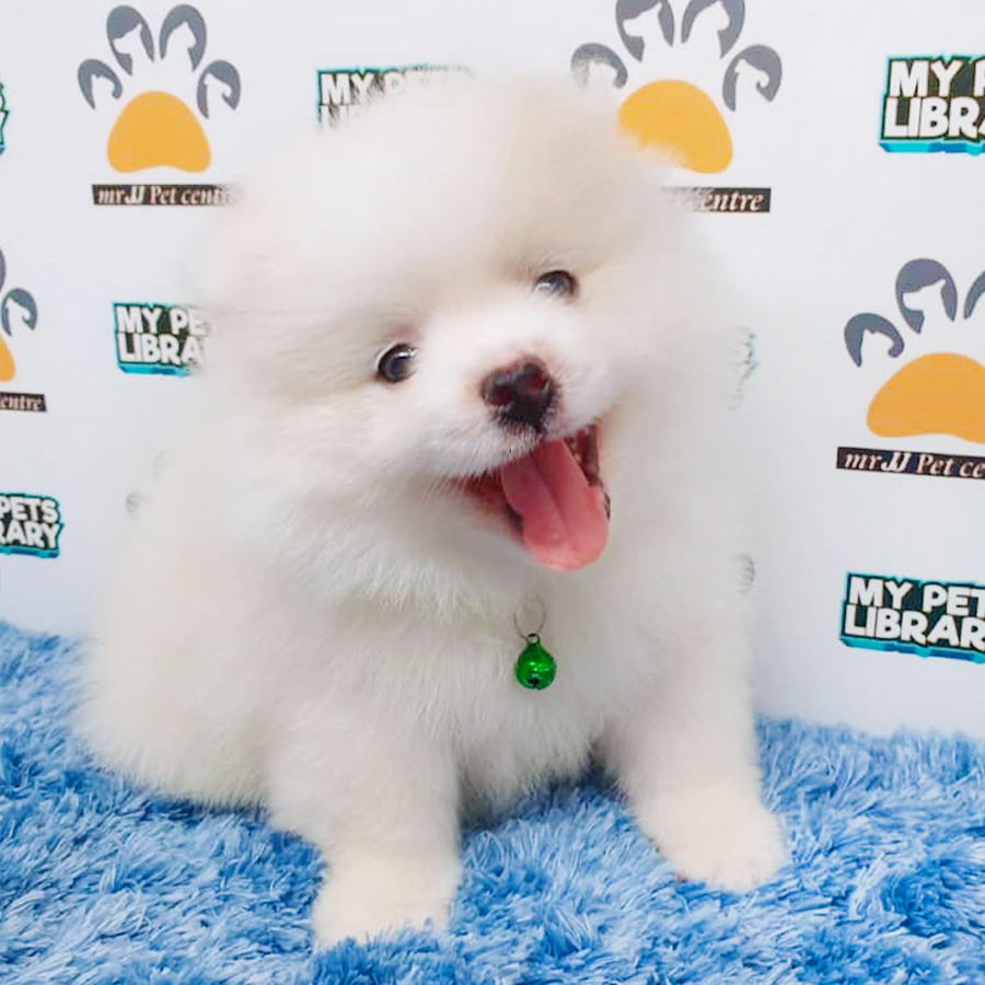 Parti White Pomeranian Puppy (Male) For Sale