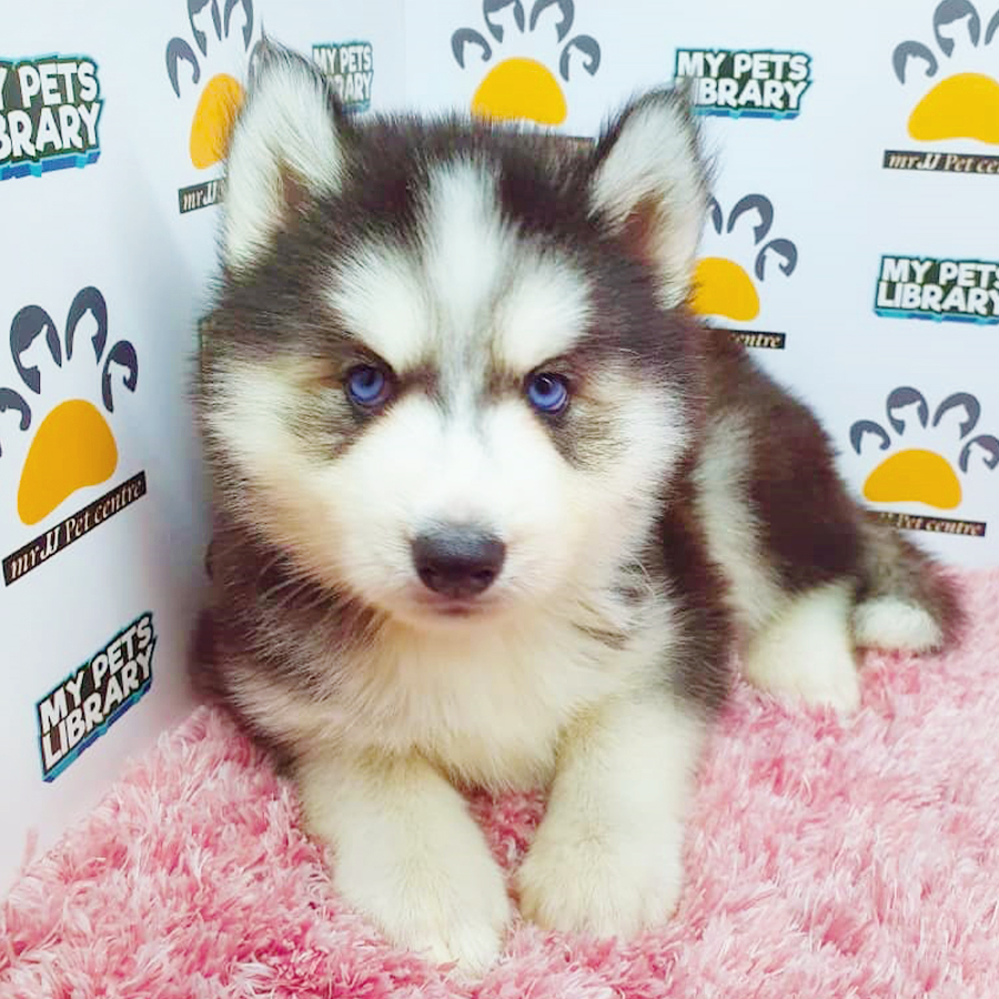Black & White Wooly Husky Puppy (Female) For Sale