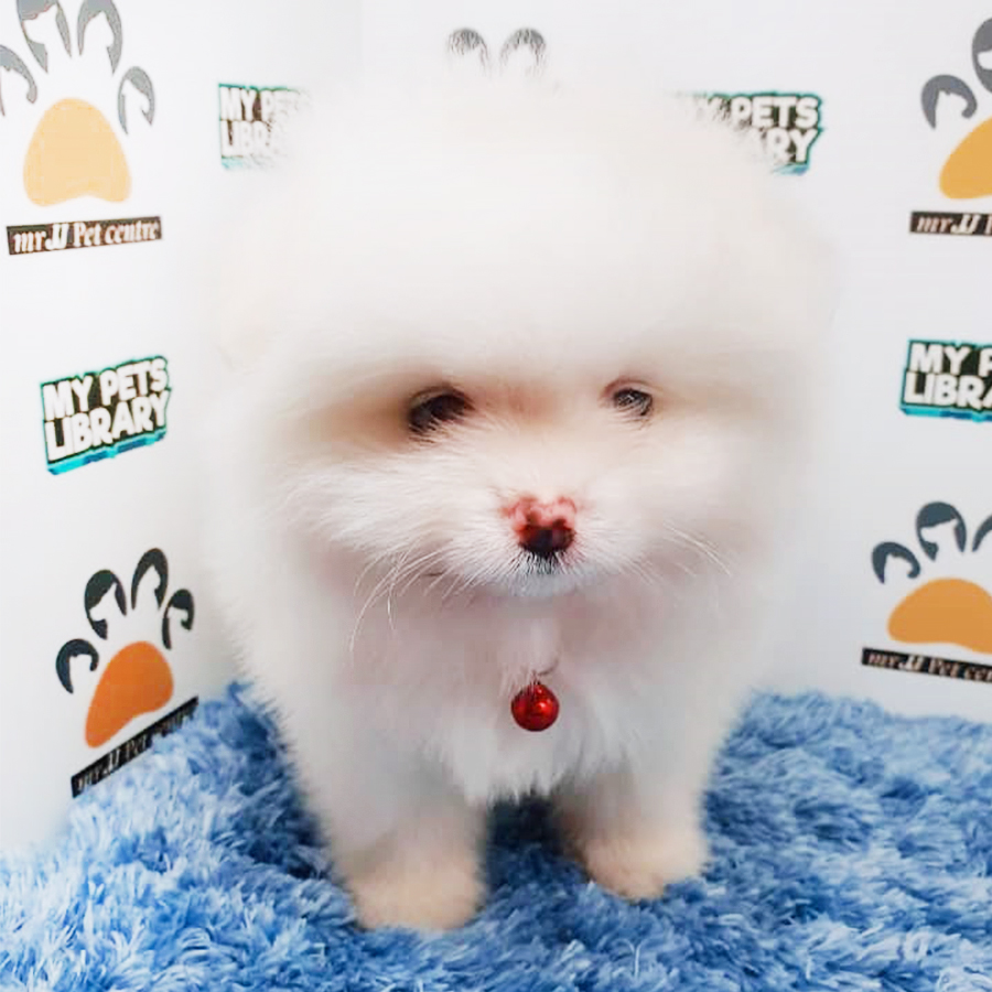 White Pomeranian Puppy (Male) For Sale