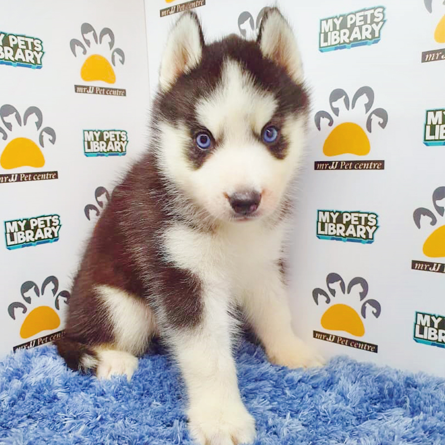 Black & White Wooly Husky Puppy (Male) For Sale