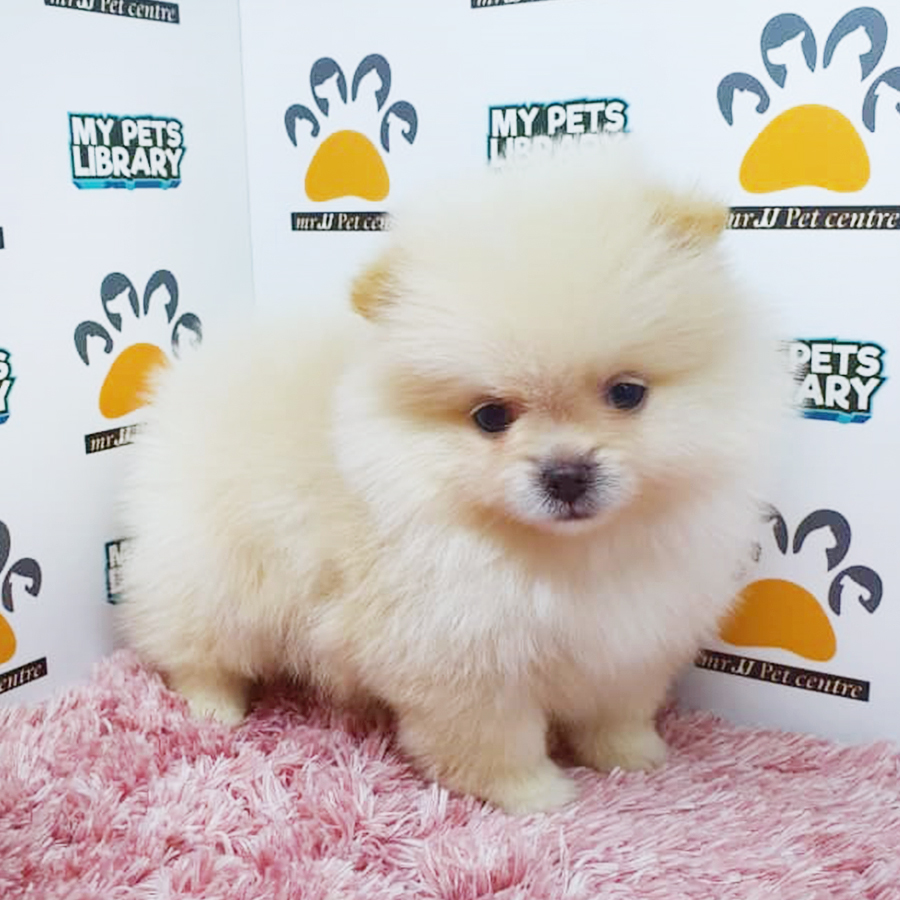 Cream White Pomeranian Puppy (Female) For Sale