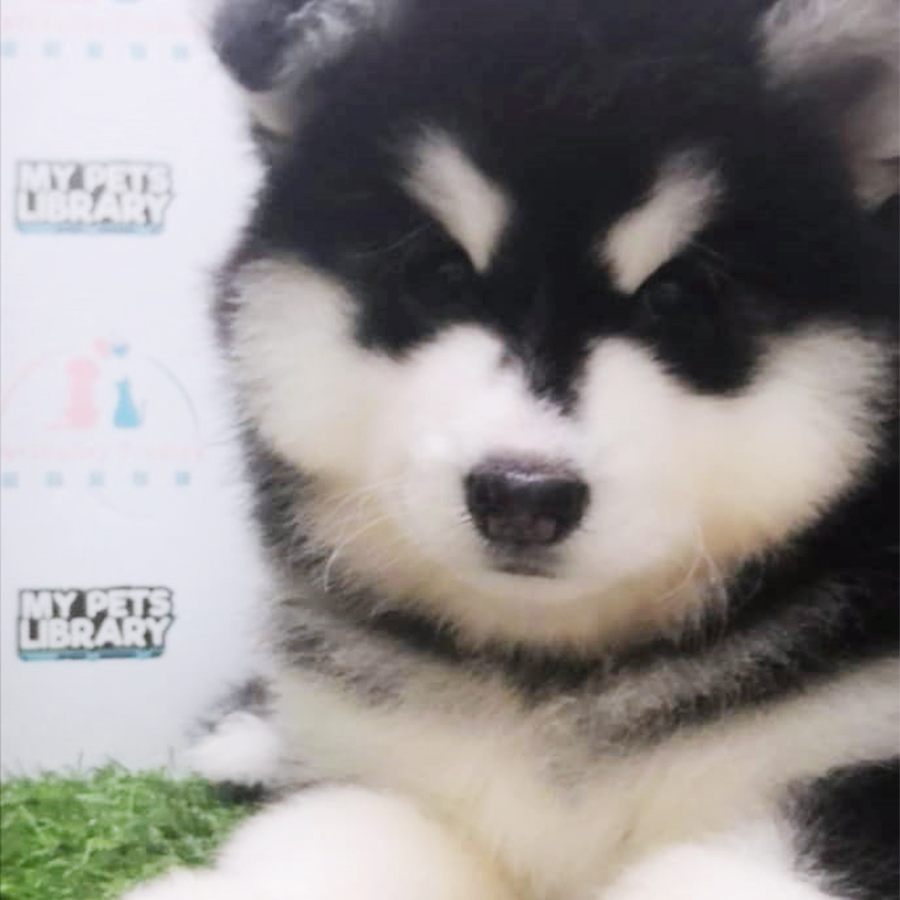 Black & White Wooly Malamute Puppy (Female) For Sale