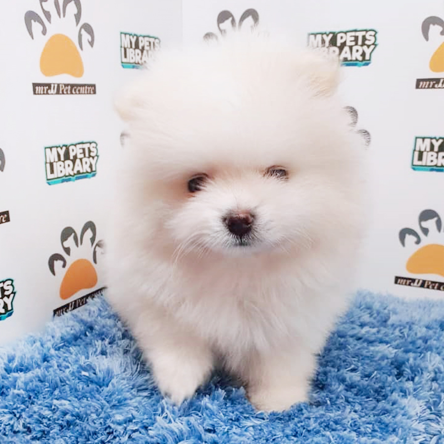 White Pomeranian Puppy (Male) For Sale