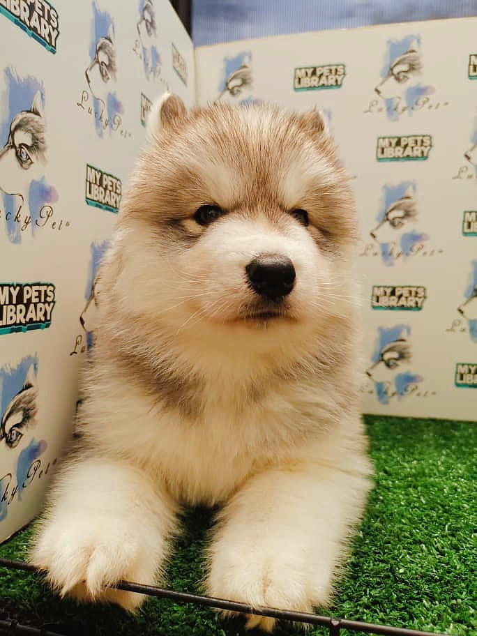 Wooly Husky Puppy For Sale