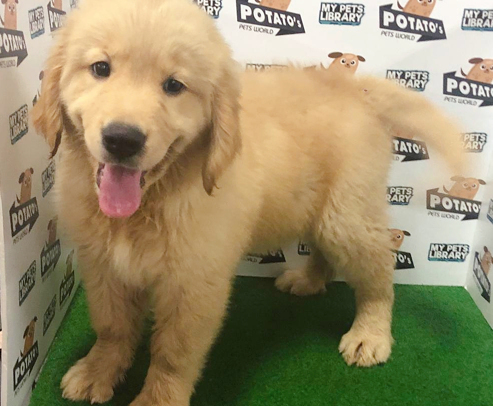 Golden Retriever Puppy For Sale