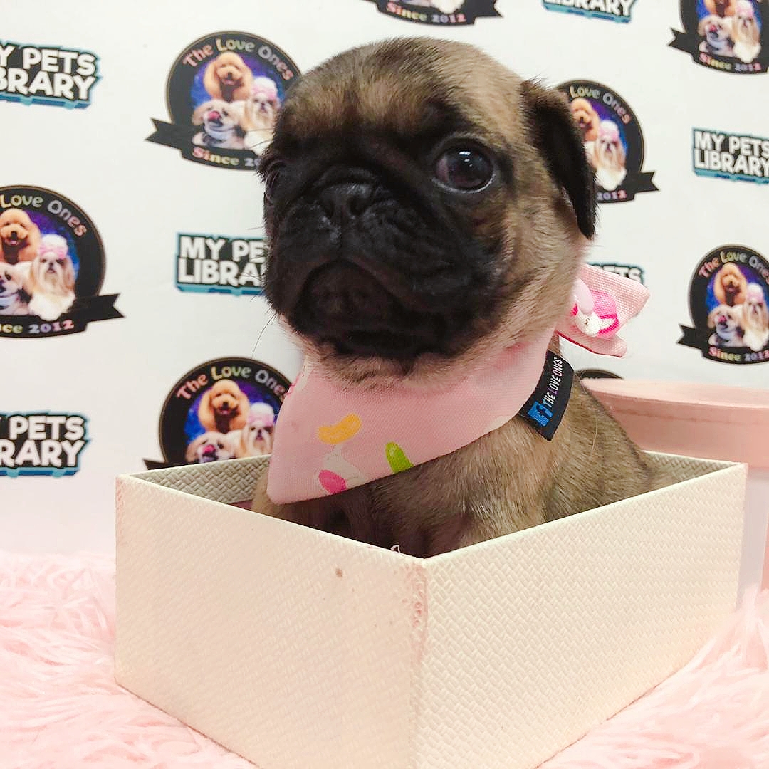 Thick Bone Short Leg Compact Body Pug For Sale