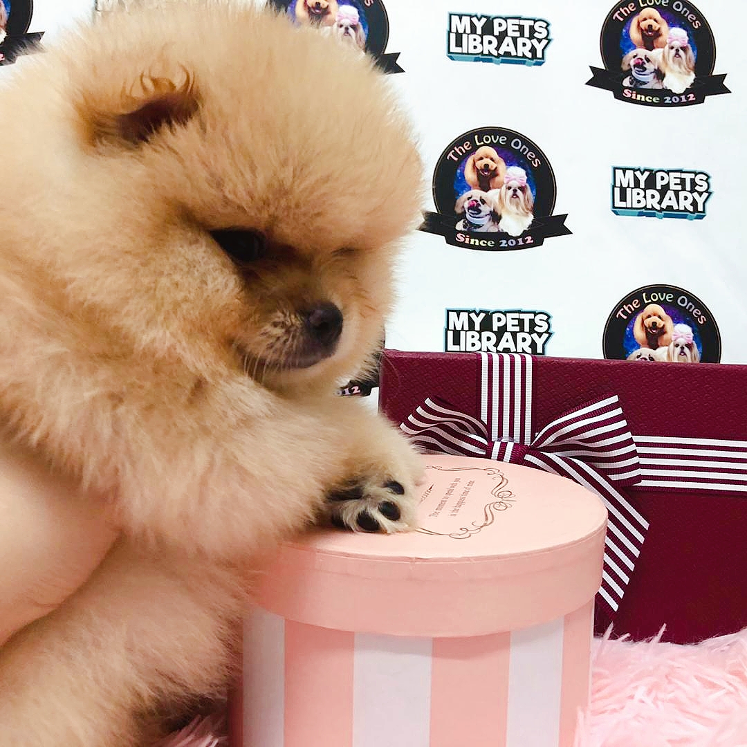 Grade A Premium Tiny Bear Pomeranian For Sale
