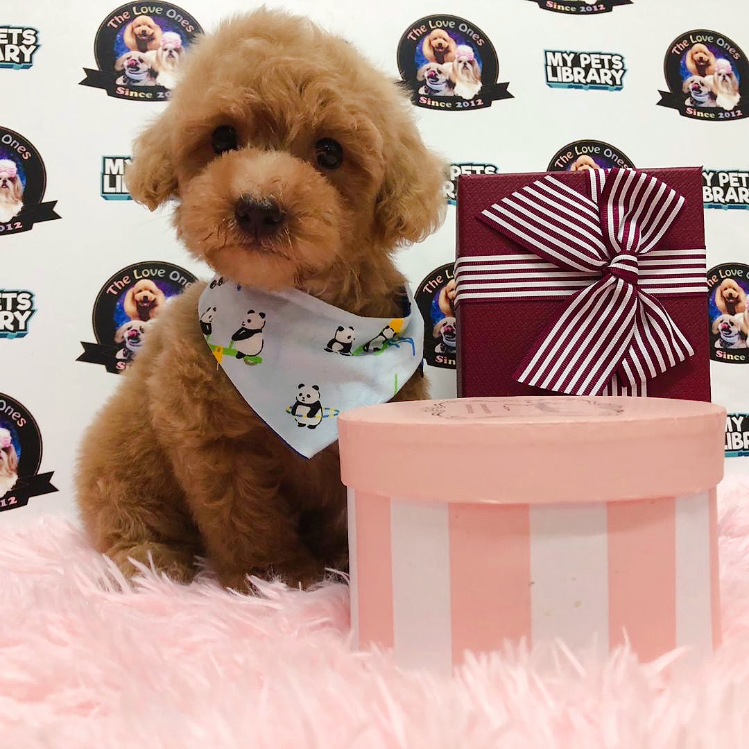 Teddy Bear Tiny Toy Poodle For Sale