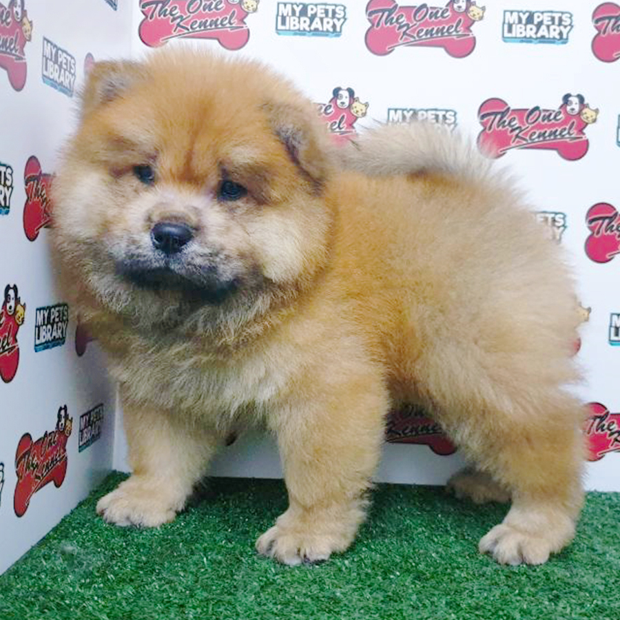 Red Chow Chow Puppy (Male) For Sale