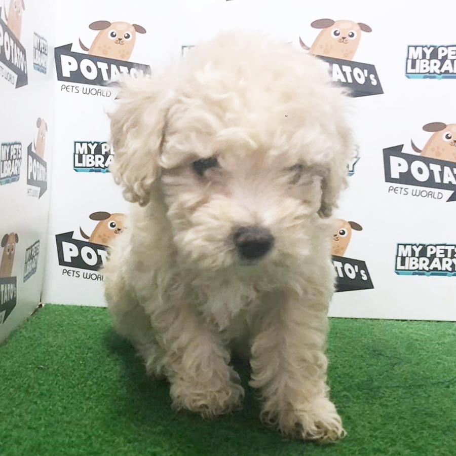 Light Brown Toy Poodle Puppy (Female) For Sale
