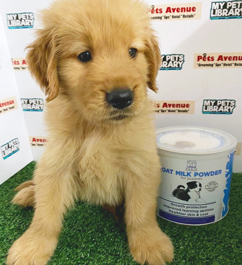 Golden Retriever Puppy (Female) For Sale