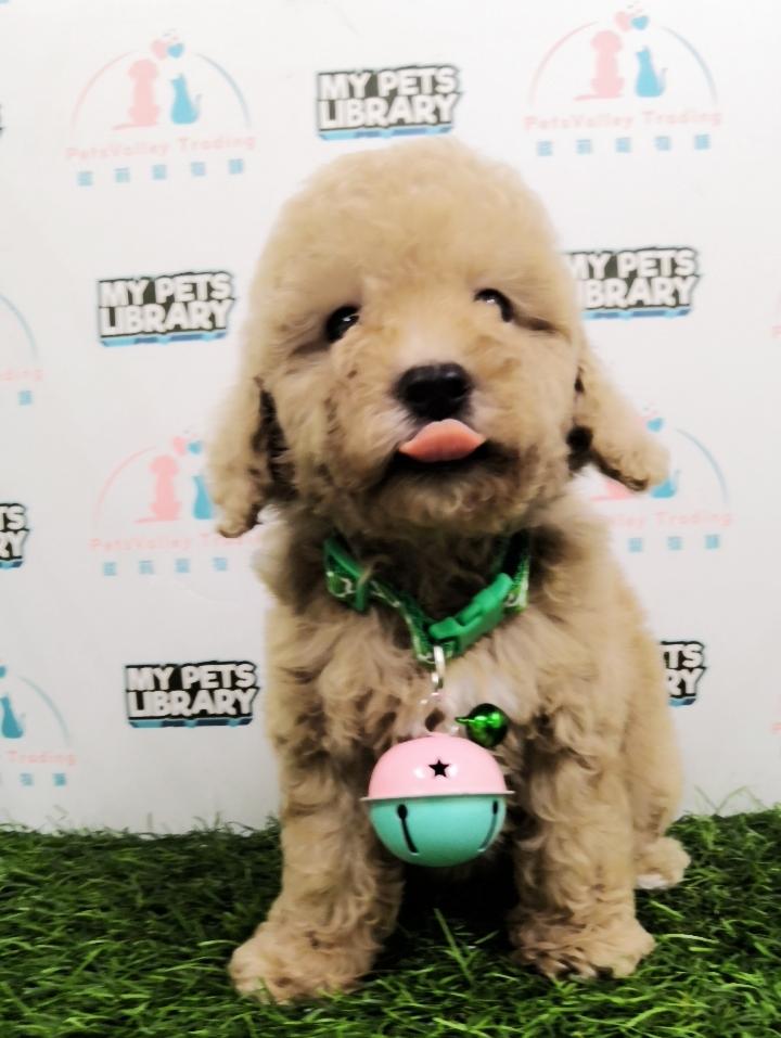 Toy Poodle Puppy For Sale