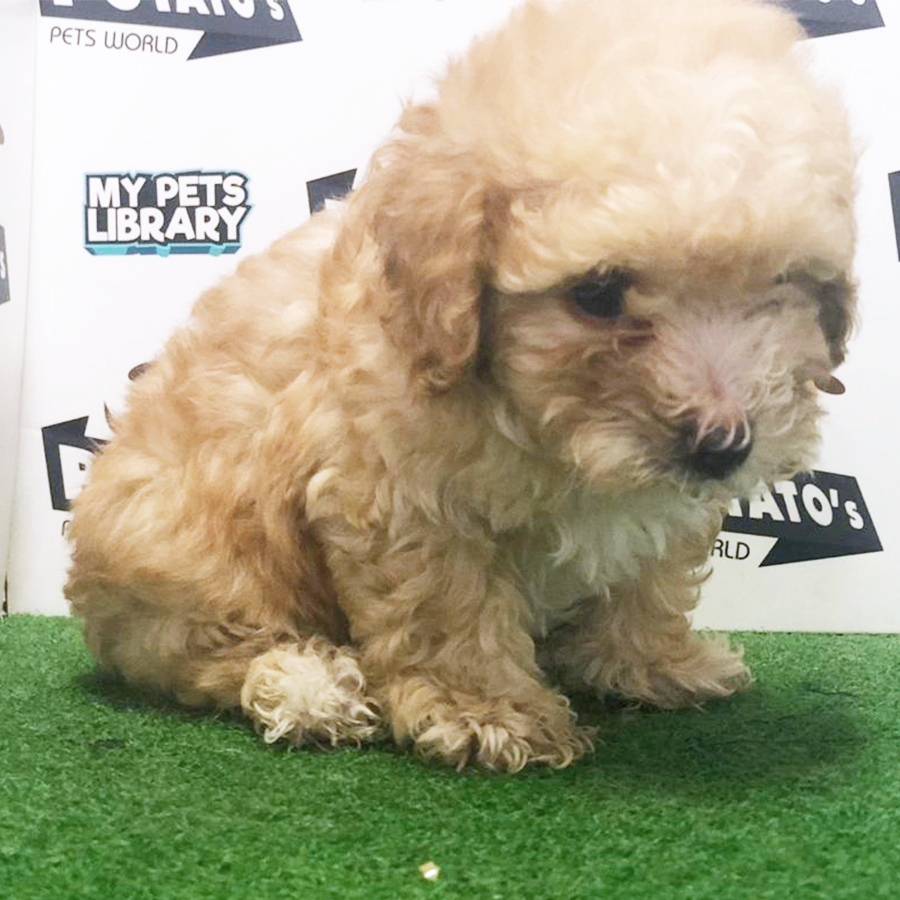 Brown Toy Poodle Puppy (Male) For Sale