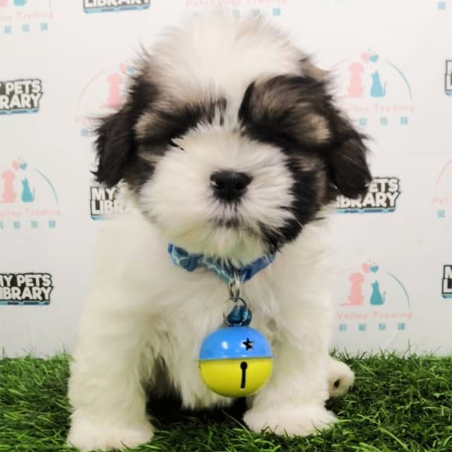 Tri Colour Shih Tzu Puppy (Male) For Sale