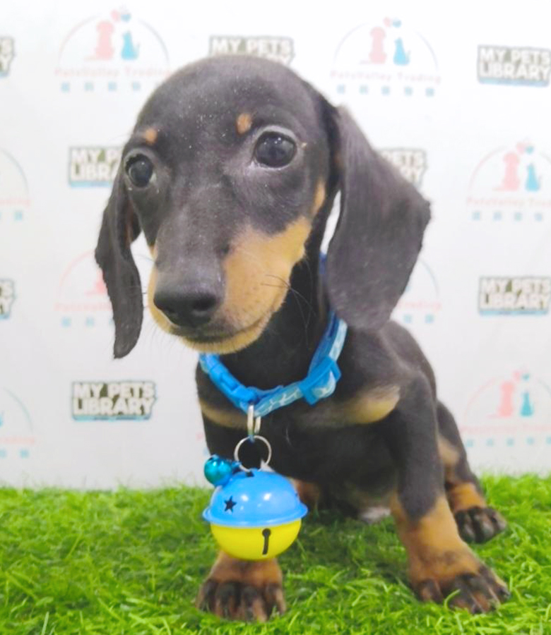 Black & Tan Miniature Dachshund Puppy (Male) For Sale