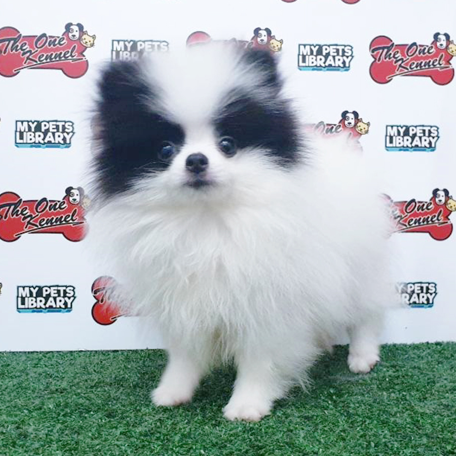 Parti Colour Pomeranian Puppy (Male) For Sale