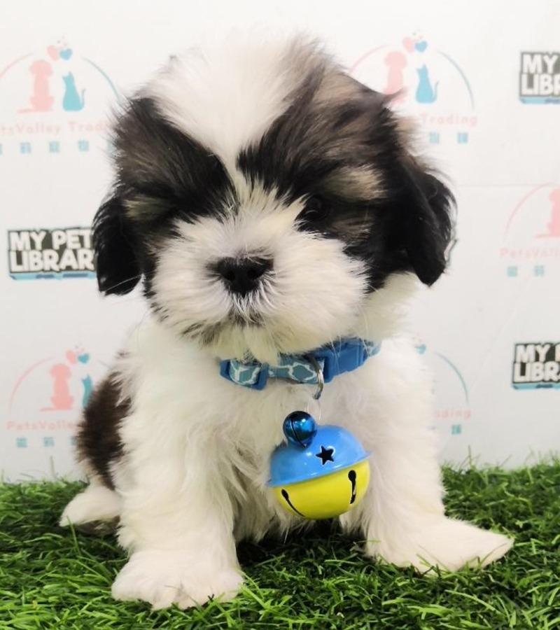 Tri Colour Shih Tzu Puppy (Male) For Sale