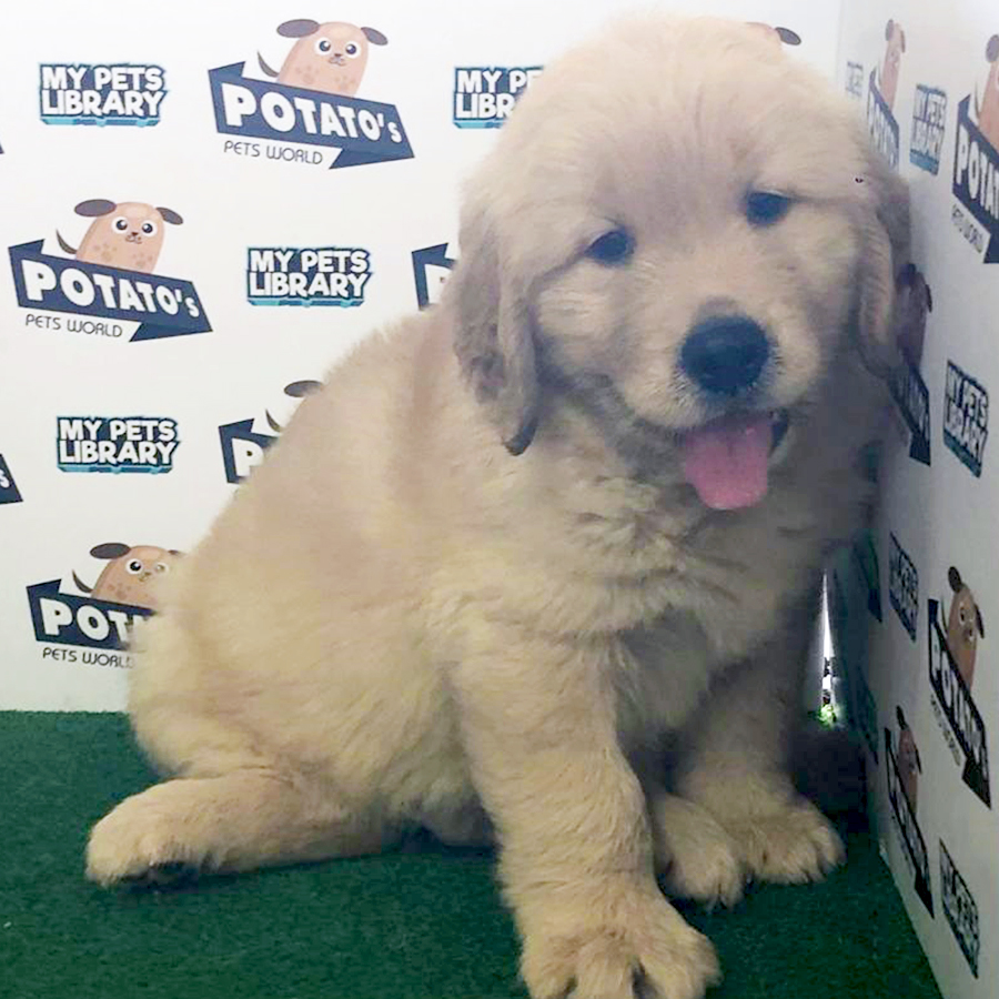 Golden Retriever Puppy (Male) For Sale