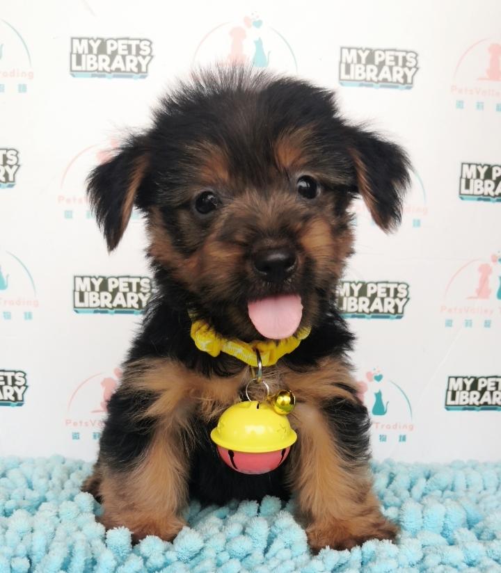 Silky Terrier Puppy For Sale