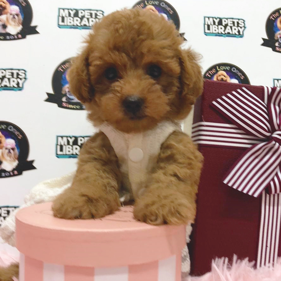 Brown Teddy Bear Tiny Poodle Puppy (Female) For Sale