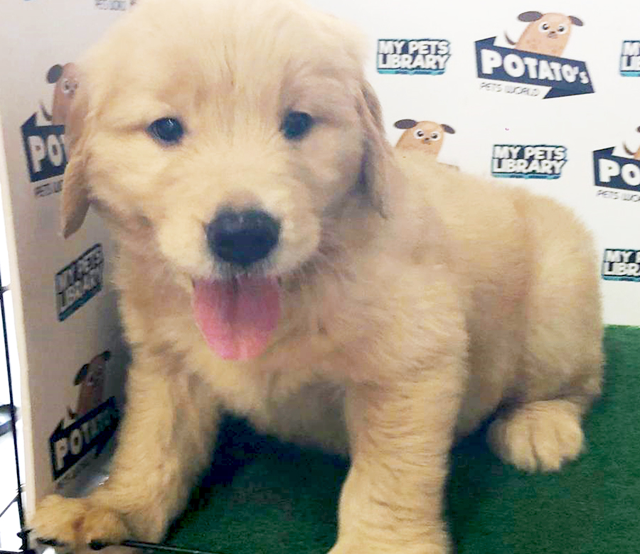 Golden Retriever Puppy (Female) For Sale