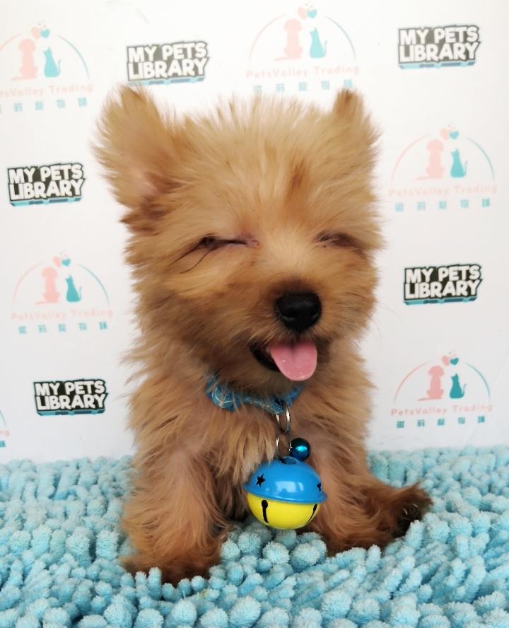 Gold Silky Terrier For Sale