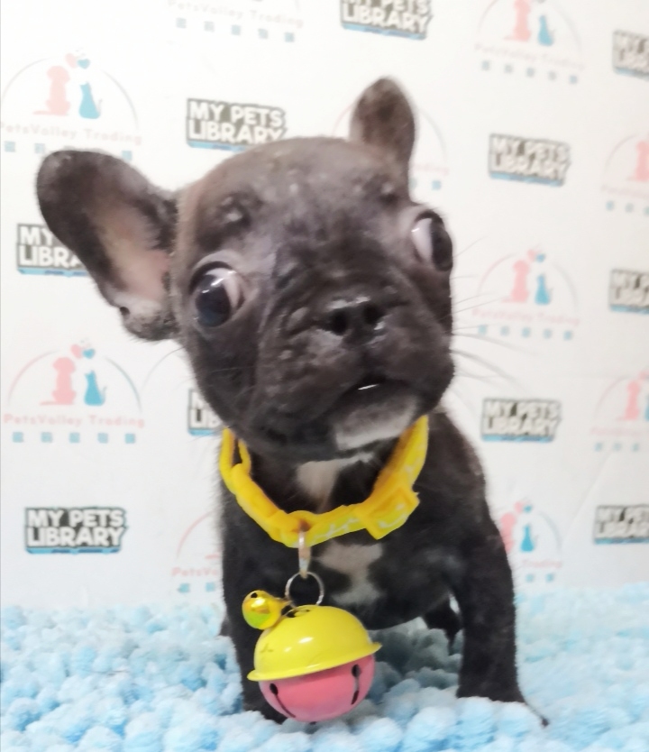 Frenchie Puppy For Sale (Promotion Price)